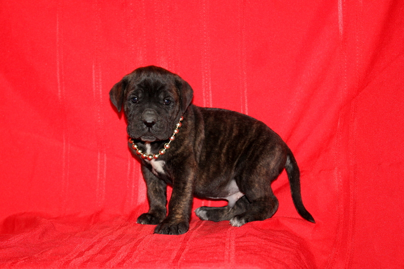 puppy, for, sale, Cane Corso, Matthew B. Stoltzfus, dog, breeder, Gap, PA, dog-breeder, puppy-for-sale, forsale, nearby, find, puppyfind, locator, puppylocator, aca